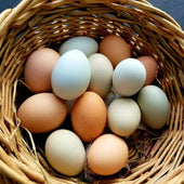 Eggs - Carolina Free Range, 1 dozen