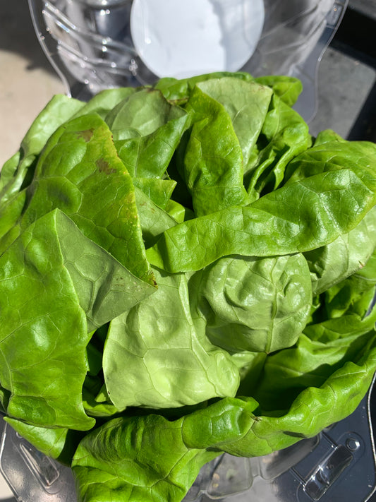 Lettuce Bibb - LOCAL