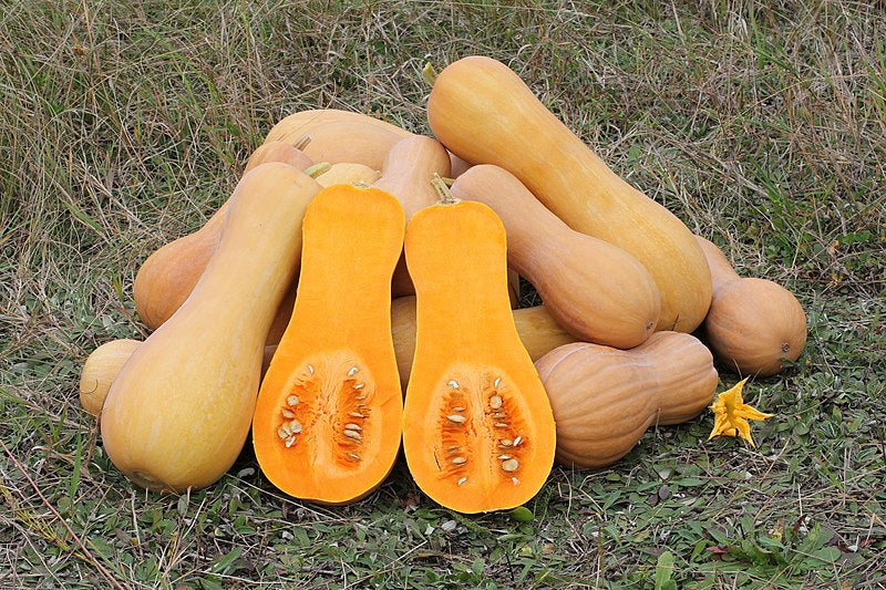 Squash, Butternut - each