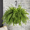 Fern- Large Hanging- 21”
