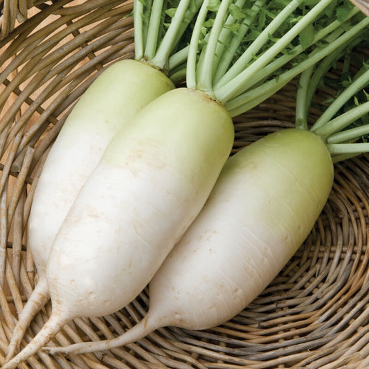 Organic Daikon Radishes- 1 lb.