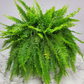 Boston Fern- Jumbo Hanging 12' pot