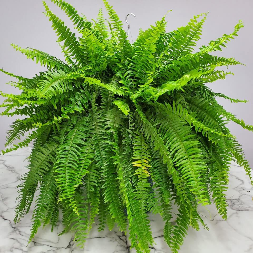 Boston Fern- Jumbo Hanging 12' pot