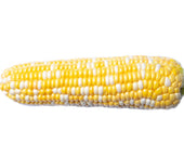 Corn - Sweet Bi Color pre shucked 6 count