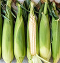 Corn - Sweet White 4 count
