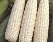 Corn - Sweet White pre shucked 6 count LOCAL