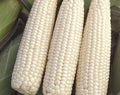 Corn - Sweet White pre shucked 6 count