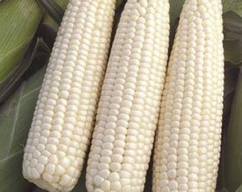 Corn - Sweet White pre shucked 6 count