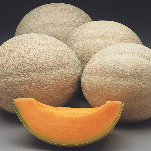 Melon - Cantaloupe 1 count - LOCAL
