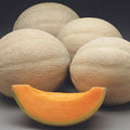 Melon- Cantaloupe- 1 count