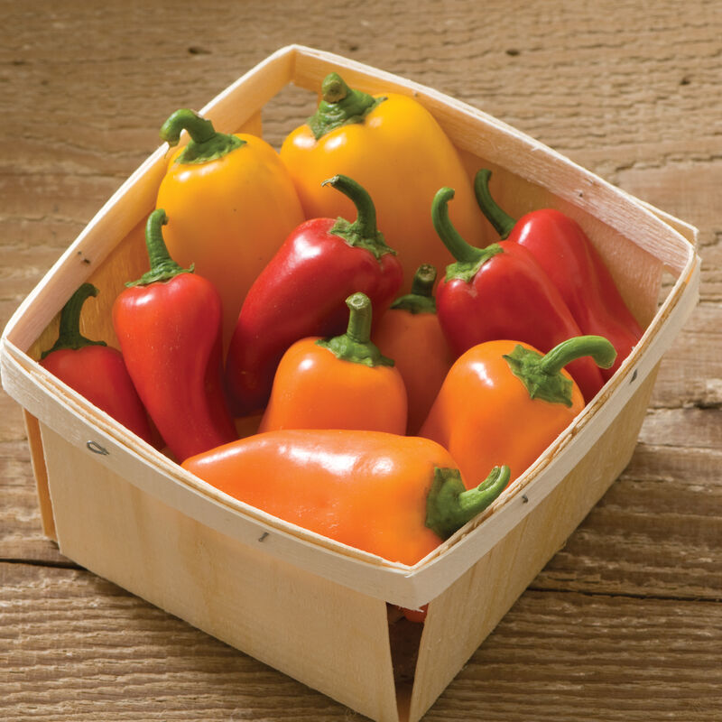 Pepper Mini Color - 1 quart